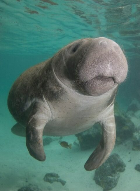 Rainbow River Manatees | Swim With Manatees | Crystal River FL