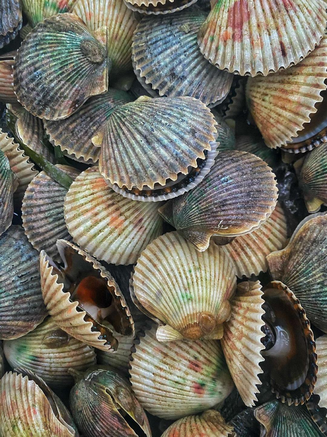 Summer Scallop season is - Discover Crystal River Florida