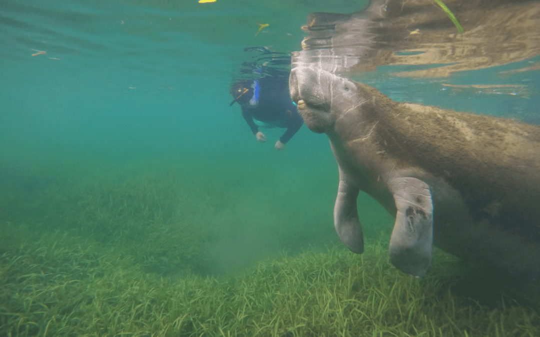 Swim With Manatees: A Gentle Adventure With Florida’s Beloved Giants