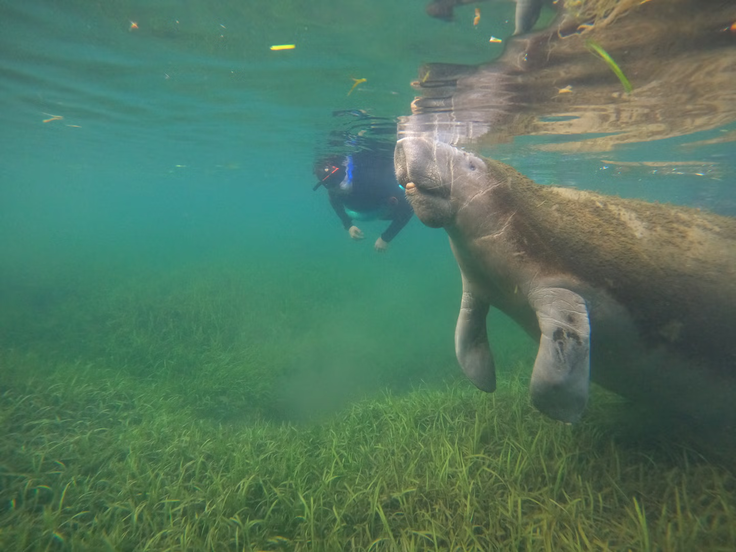 Swim with Manatees